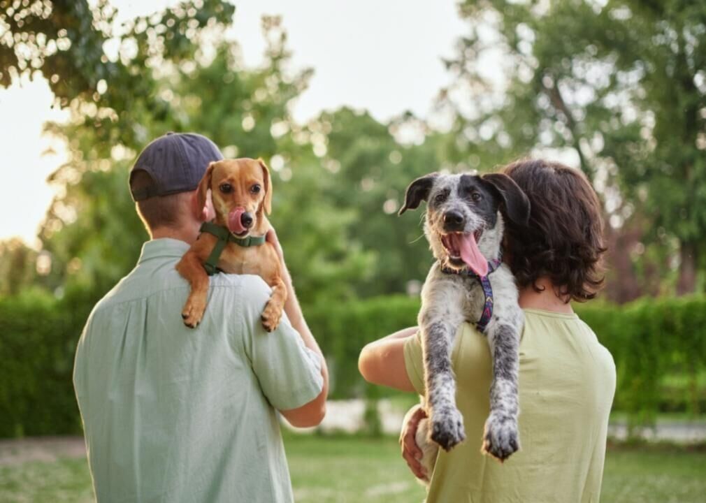 Despite more dogs finding their forever homes, here's why shelters are experiencing a capacity crisis
